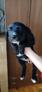 Отдам щенков Запорожье