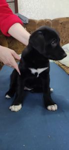 Отдам щенков Запорожье