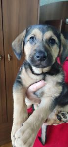 Отдам щенков Запорожье