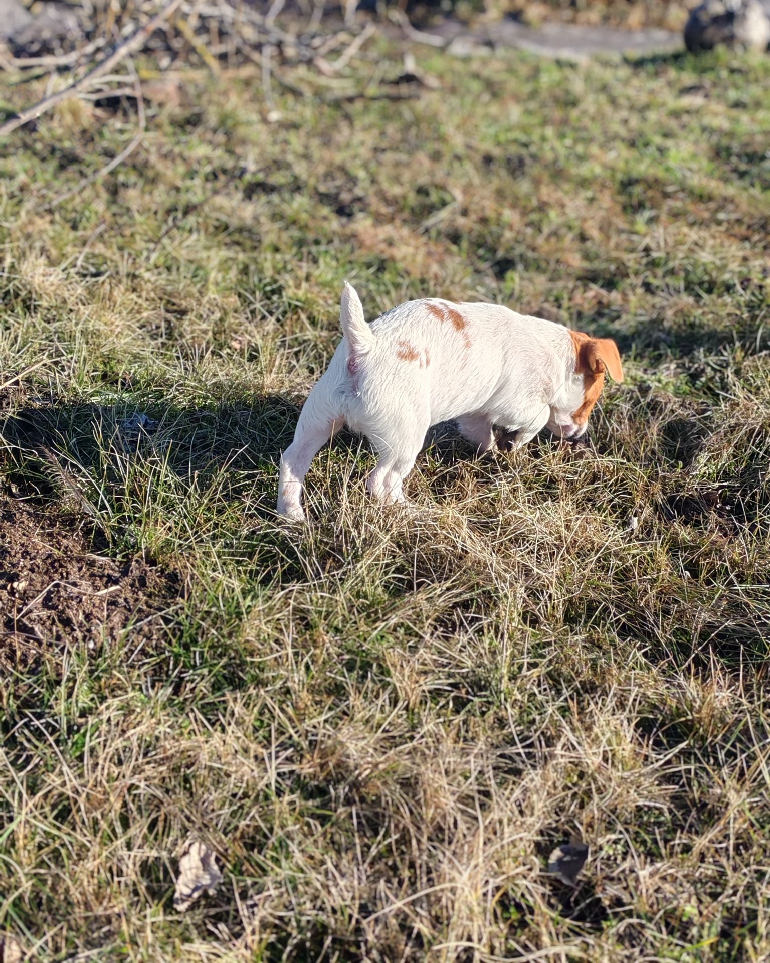 Цуценя Джек рассел-тер'єр