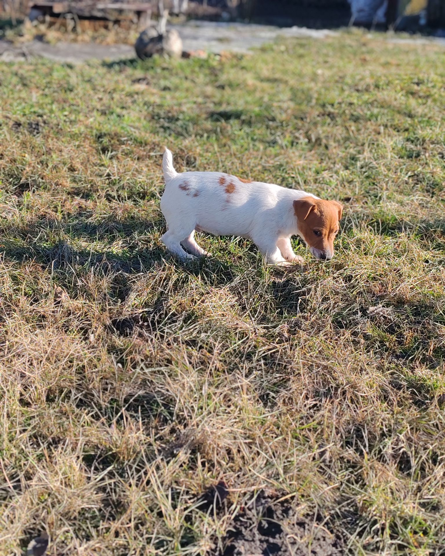 Цуценя Джек рассел-тер'єр