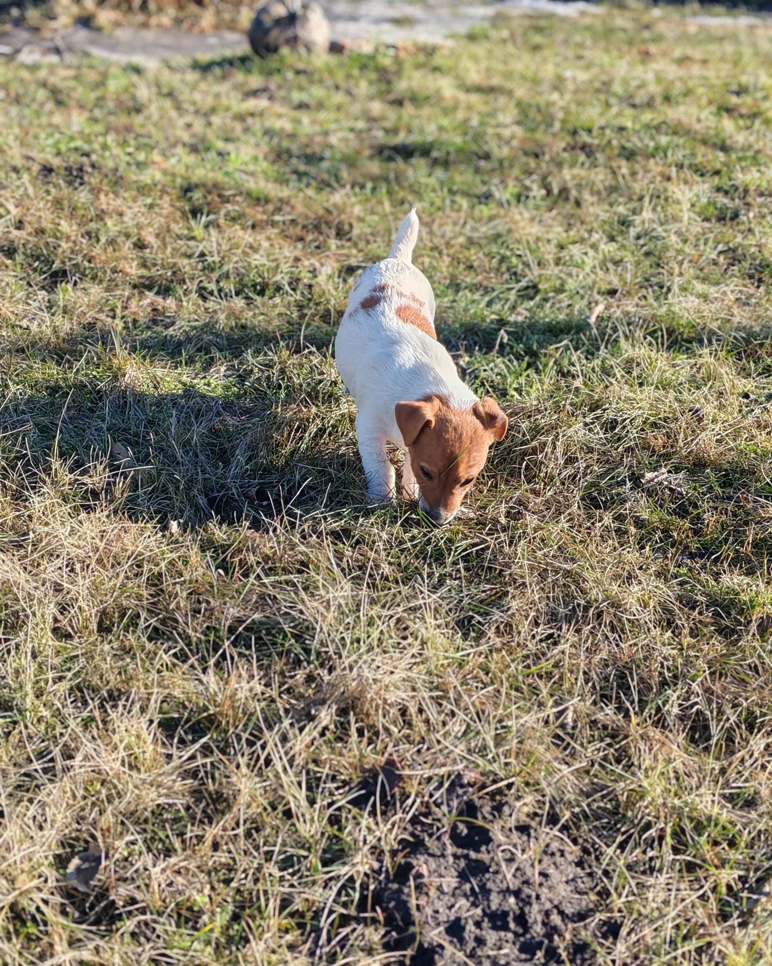 Цуценя Джек рассел-тер'єр