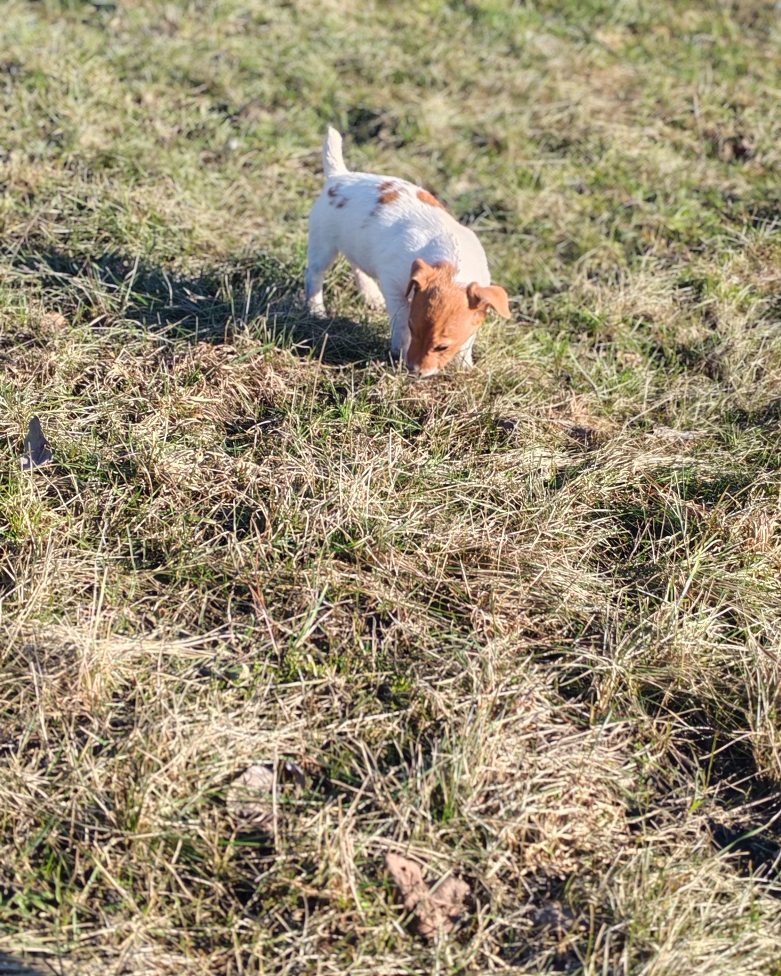 Цуценя Джек рассел-тер'єр