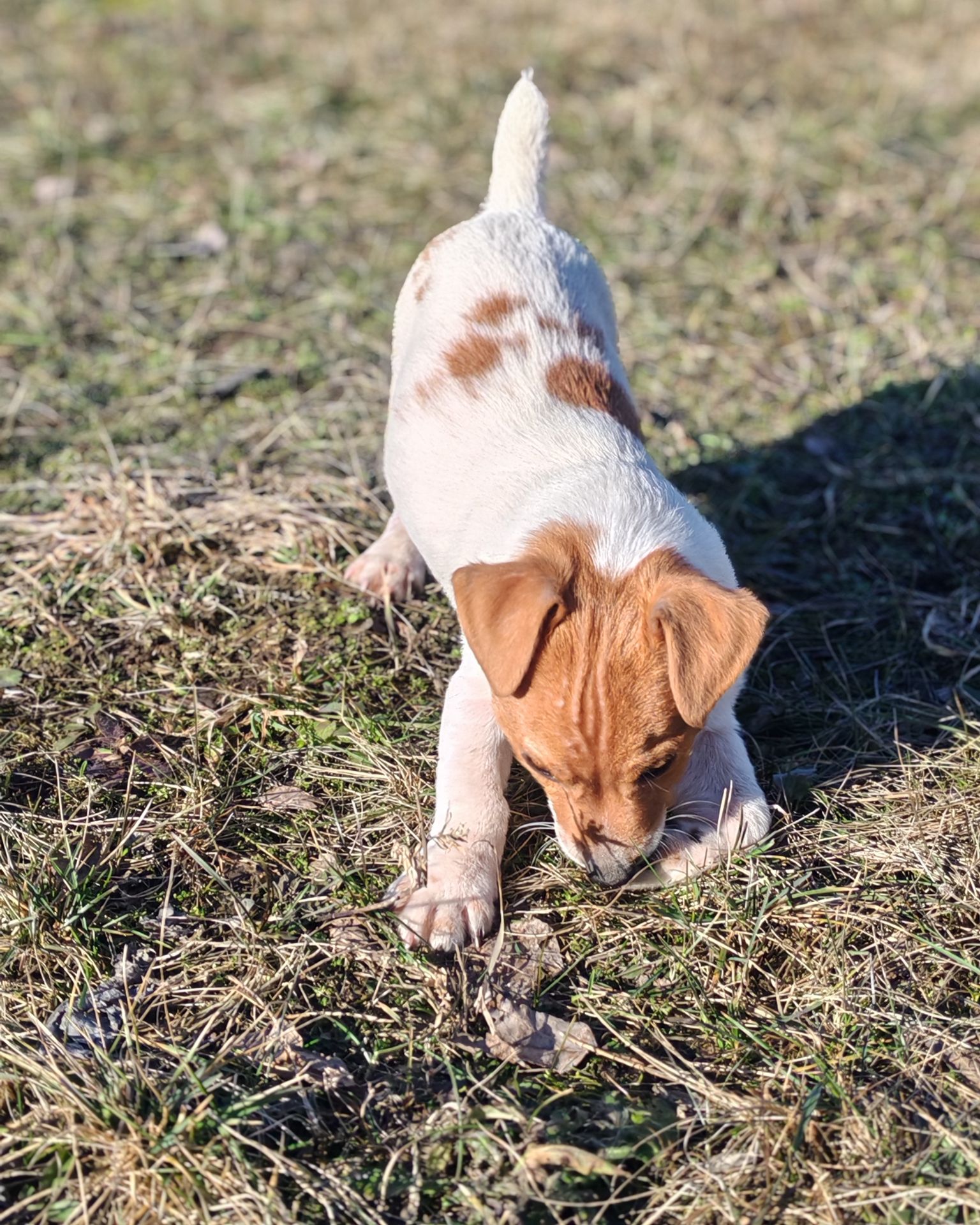 Цуценя Джек рассел-тер'єр