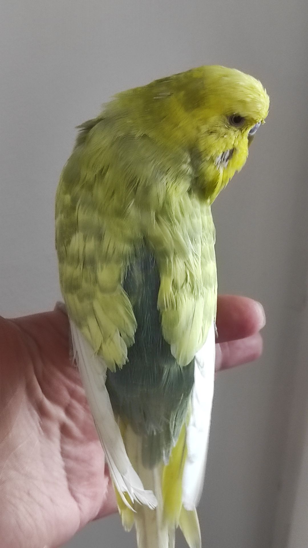 Волнистый попугай