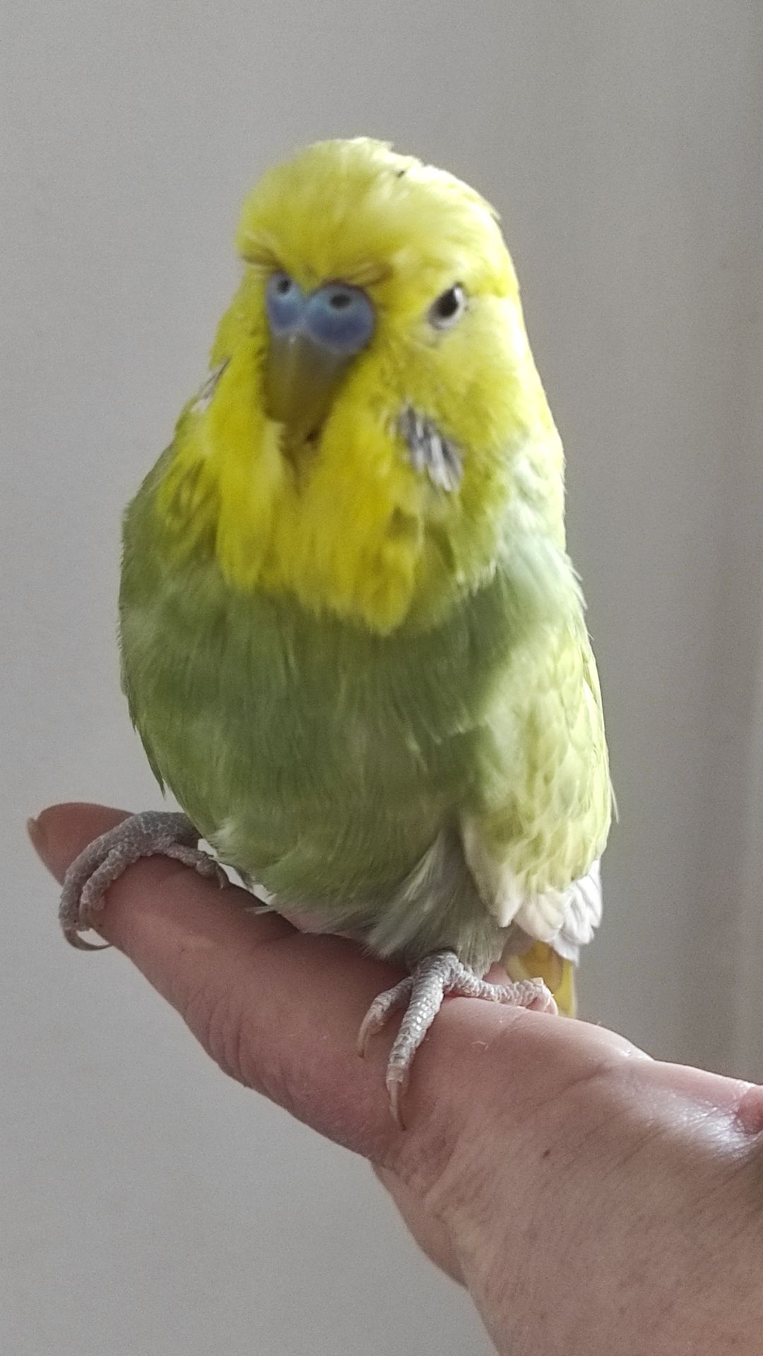 Волнистый попугай