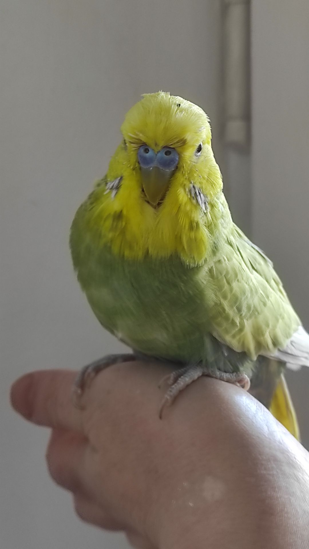 Волнистый попугай