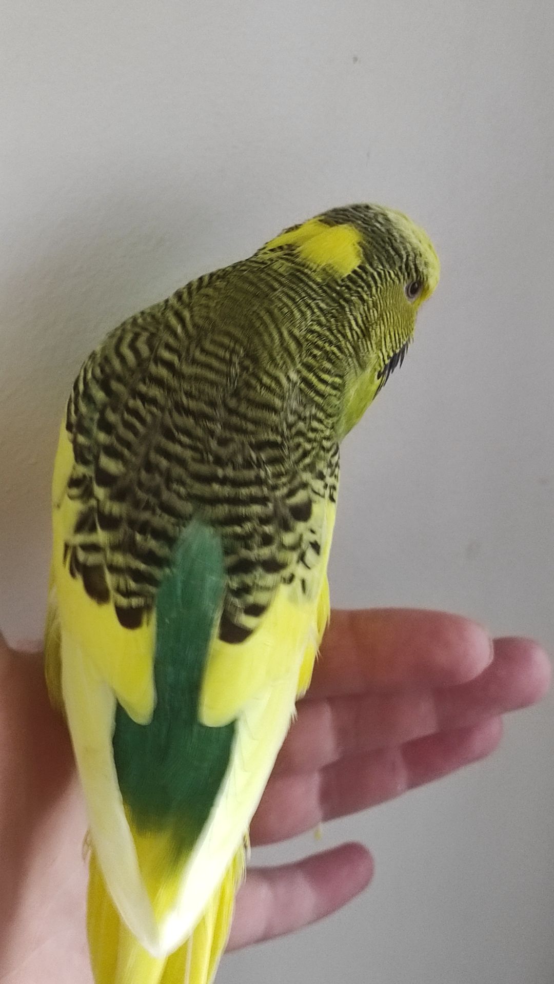 Волнистый попугай