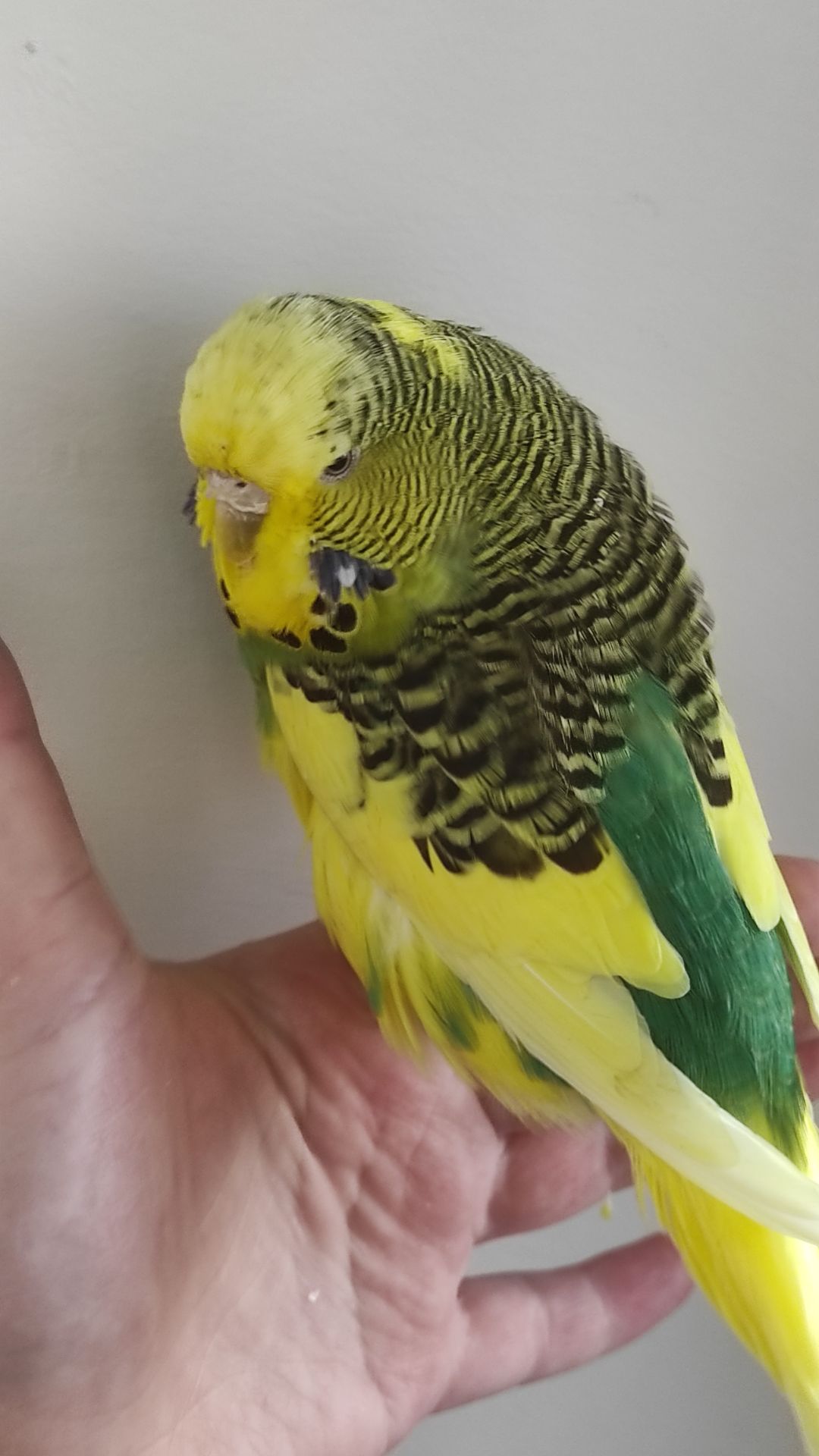 Волнистый попугай