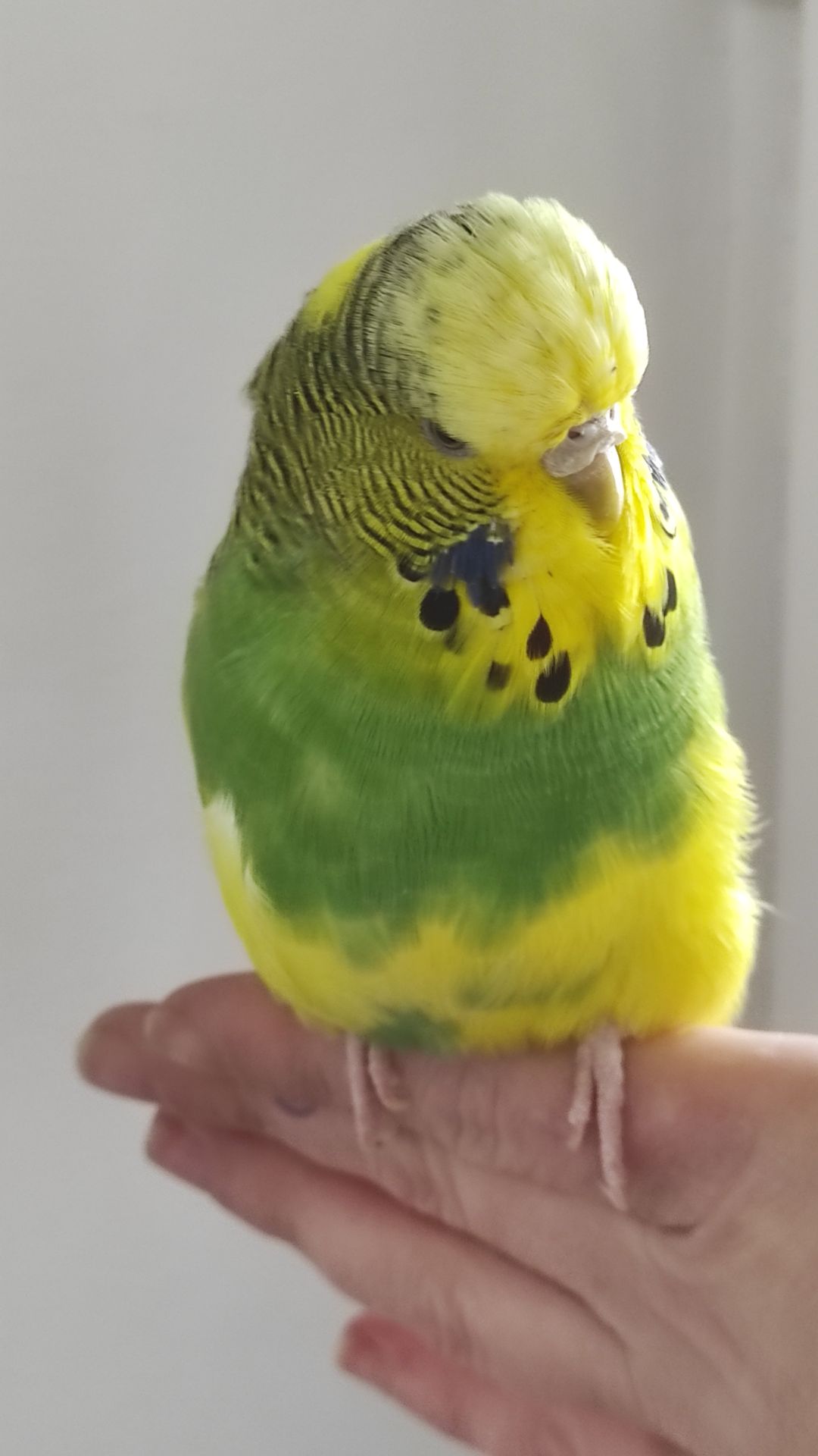 Волнистый попугай