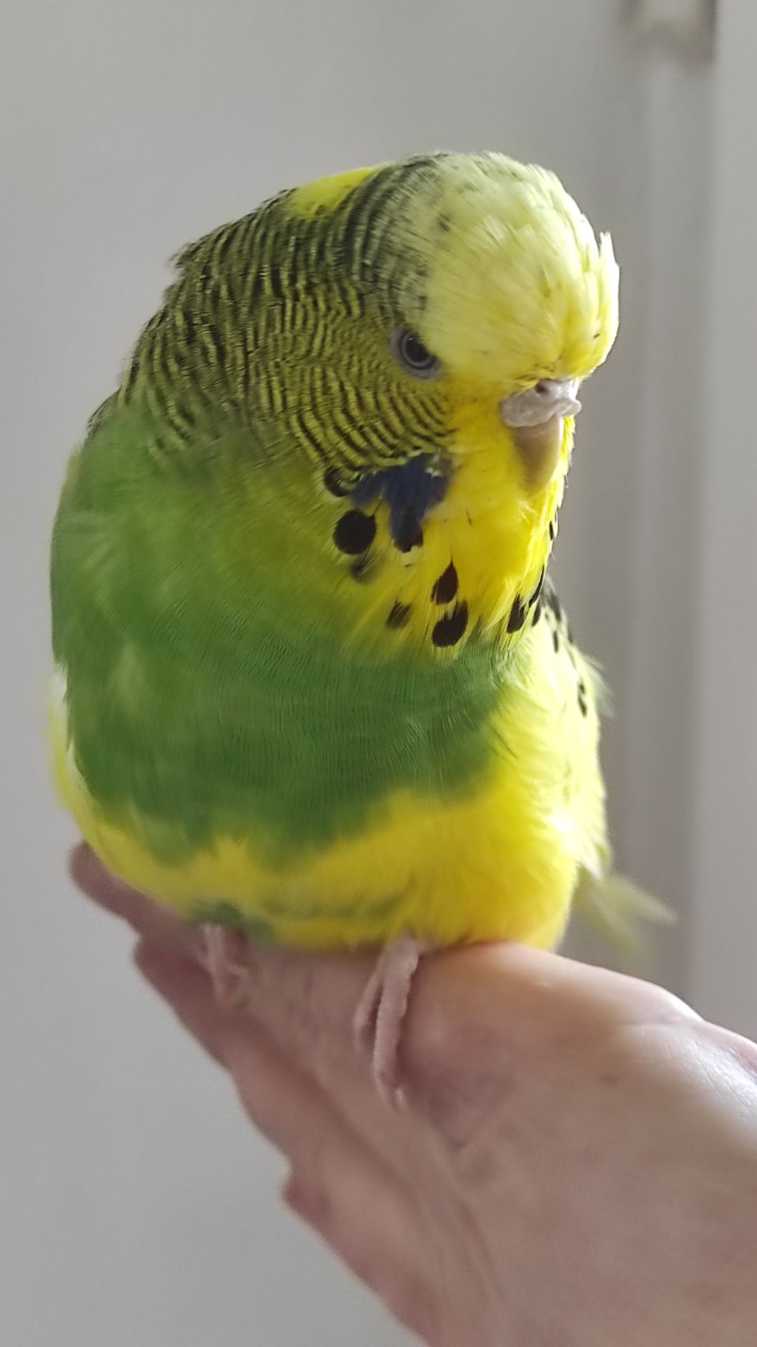 Волнистый попугай