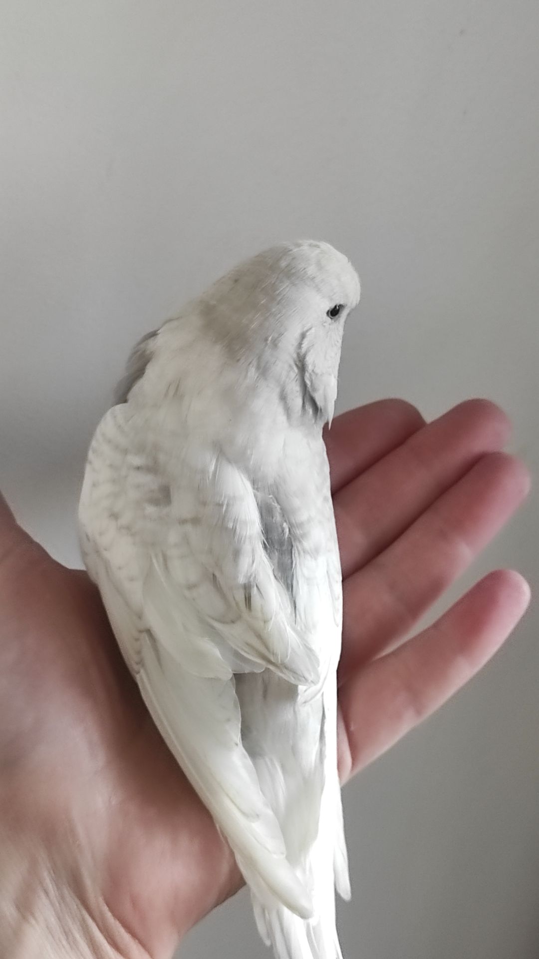 Волнистый попугай