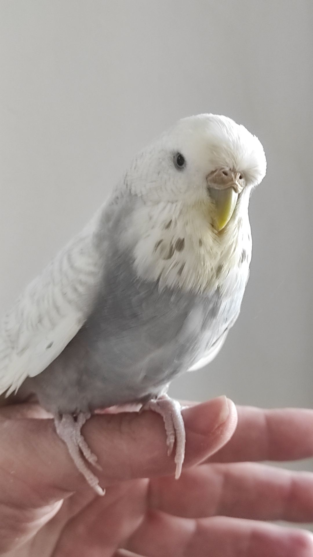 Волнистый попугай