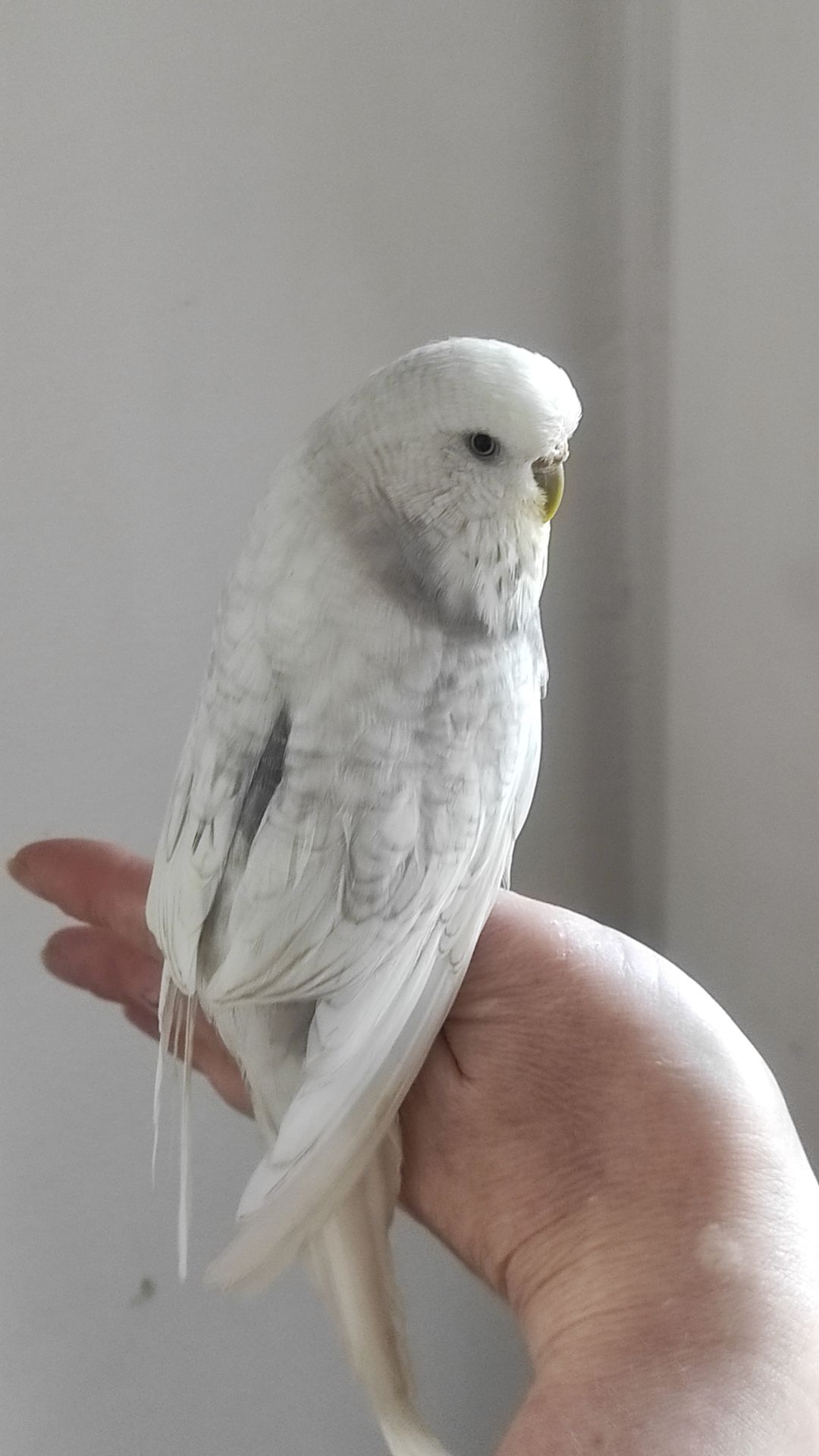 Волнистый попугай