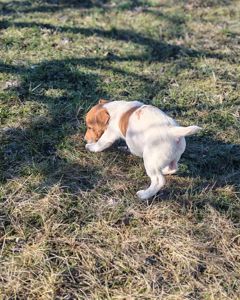 Цуценя Джек рассел-тер'єр