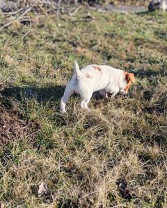 Цуценя Джек рассел-тер'єр