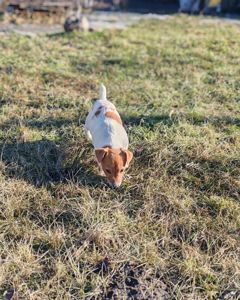 Цуценя Джек рассел-тер'єр