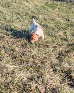 Цуценя Джек рассел-тер'єр