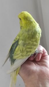 Волнистый попугай