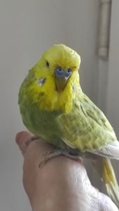 Волнистый попугай