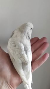 Волнистый попугай