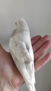 Волнистый попугай