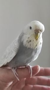 Волнистый попугай