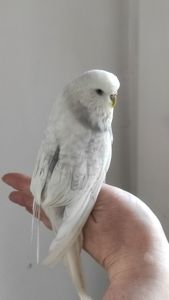 Волнистый попугай