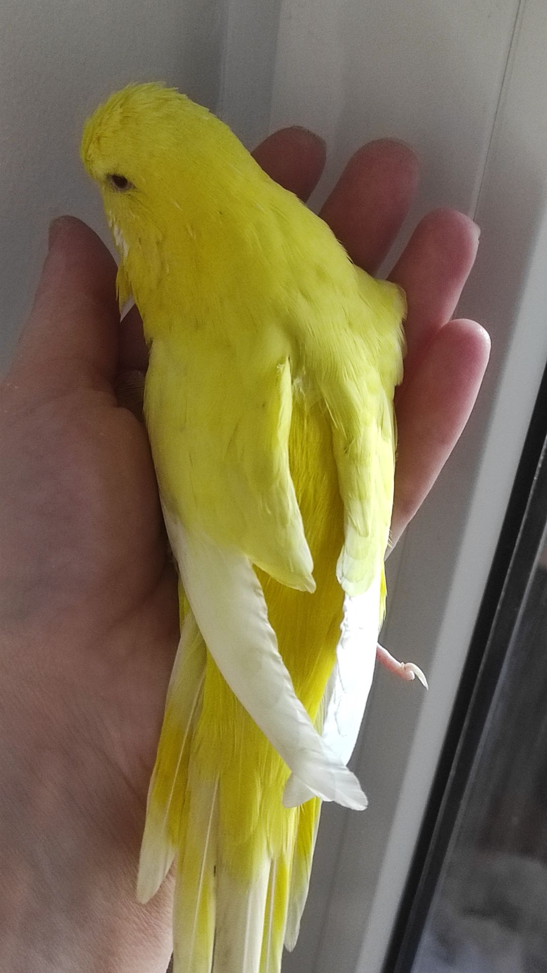 Волнистый попугай