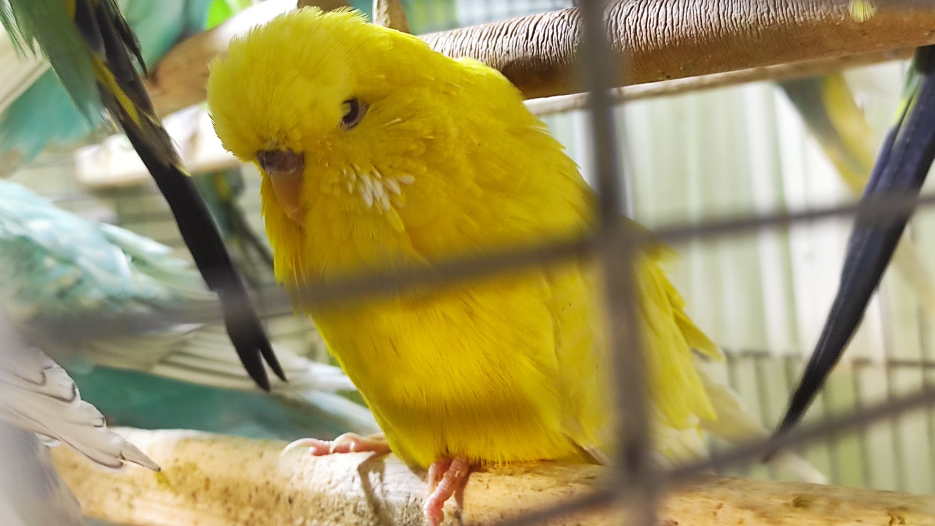 Волнистый попугай