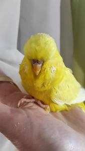 Волнистый попугай