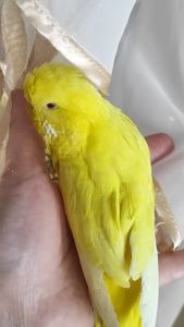 Волнистый попугай