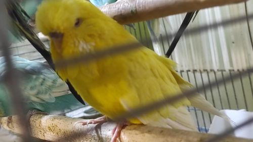 Волнистый попугай