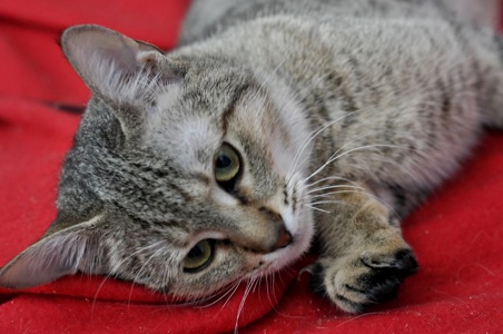 Кошеня Моніка