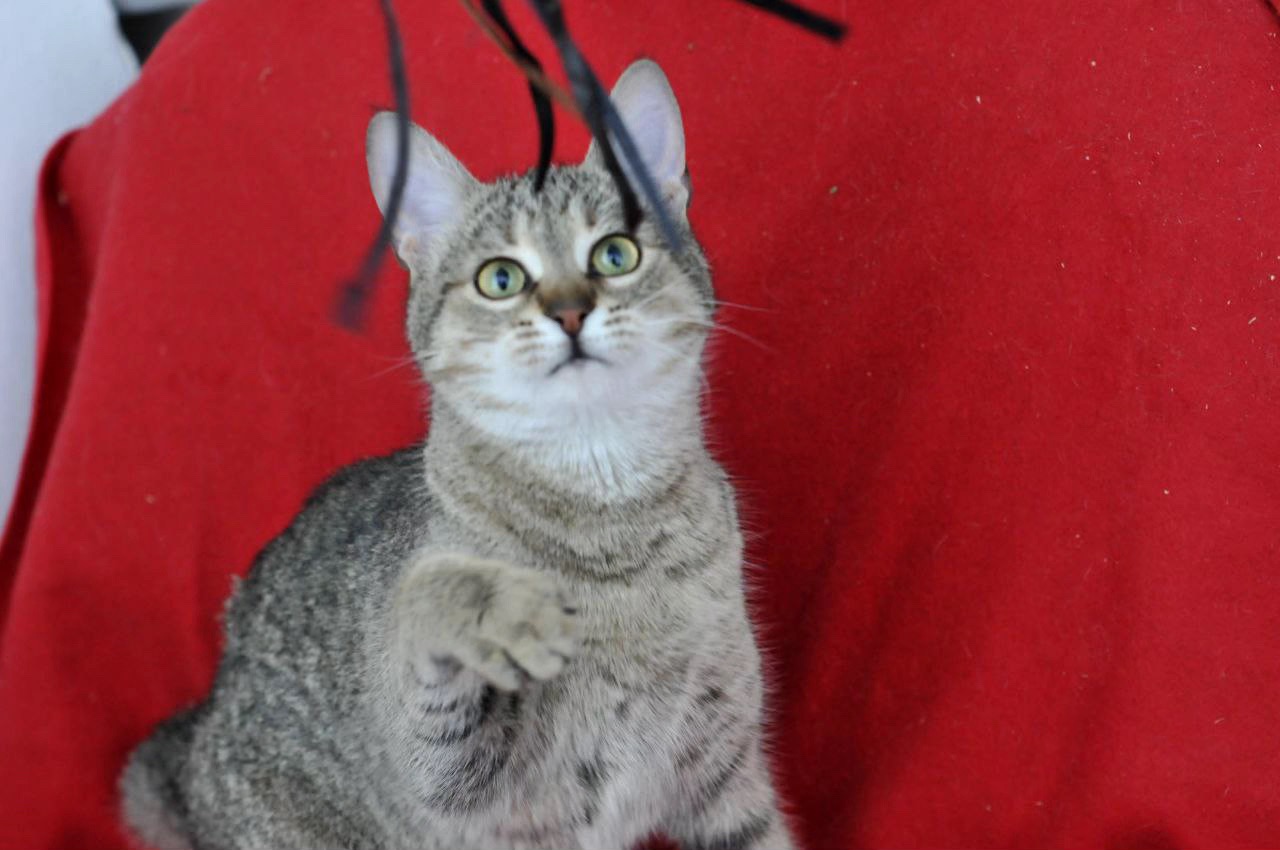 Ніжна Моніка, кошеня