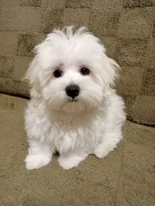 Малыш мальтийской болонки ( мальтезе)