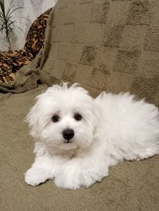 Малыш мальтийской болонки ( мальтезе)