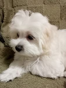 Малыш мальтийской болонки ( мальтезе)