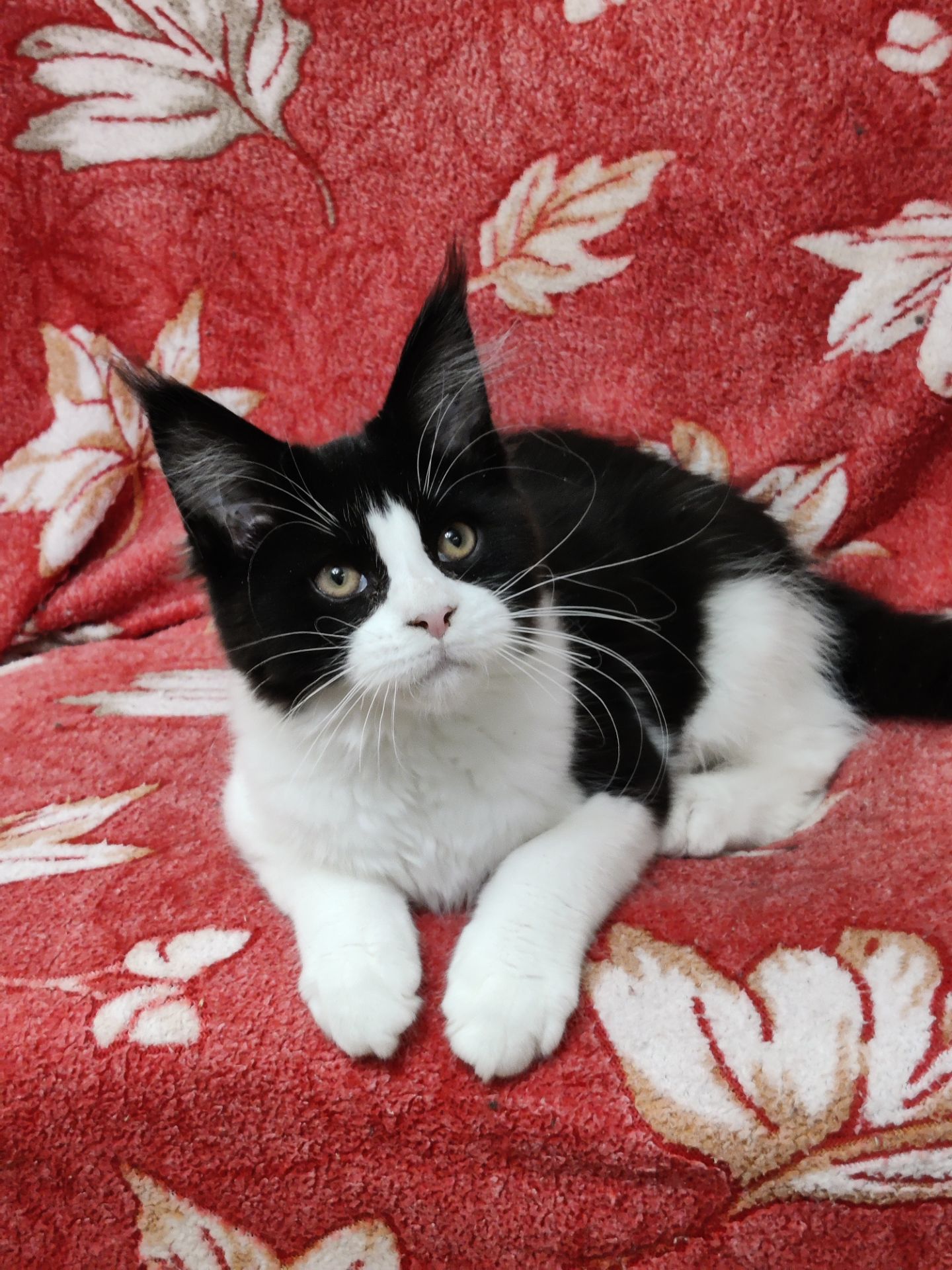 Мейн Кун девочка б