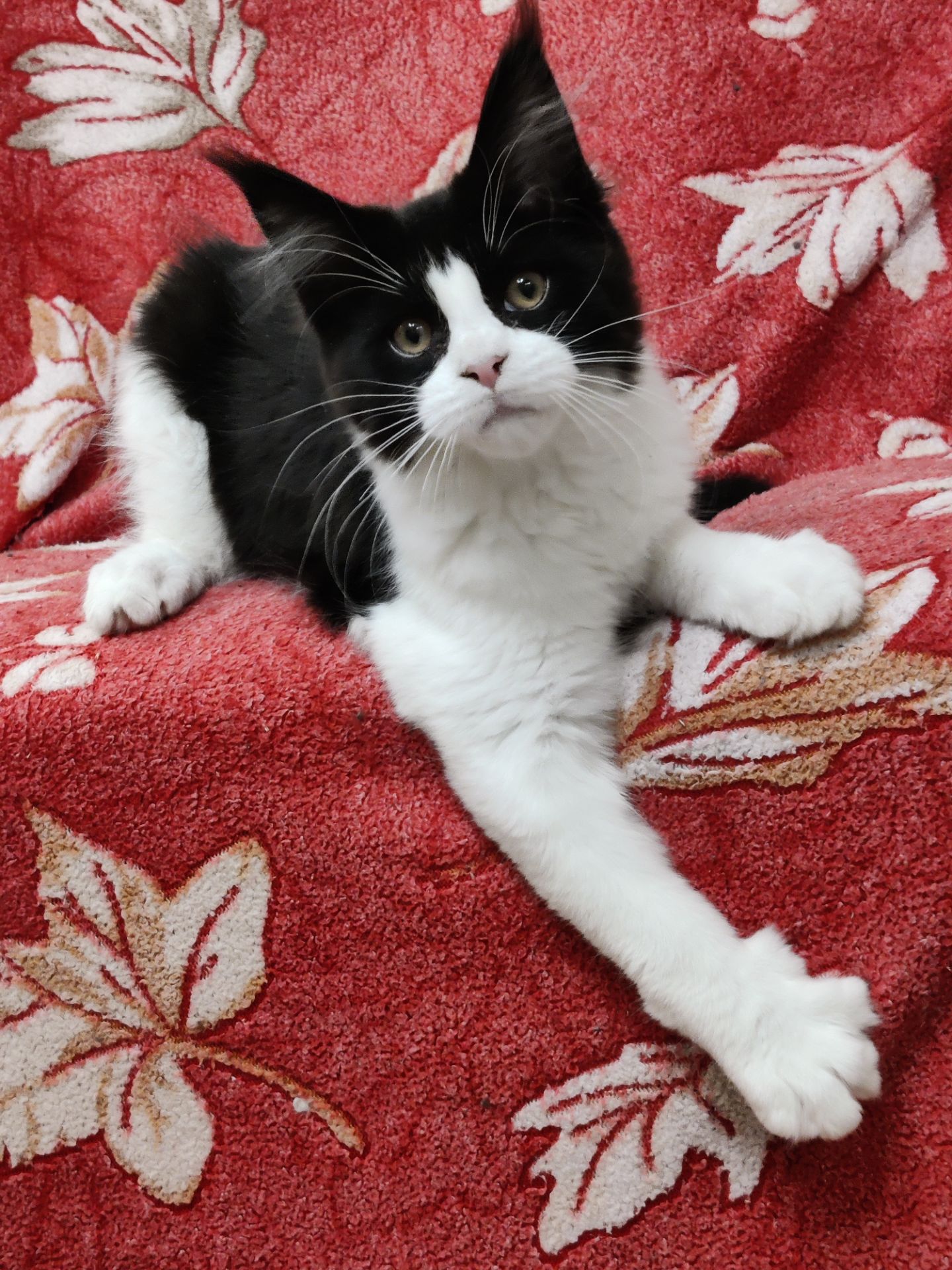 Мейн Кун девочка б