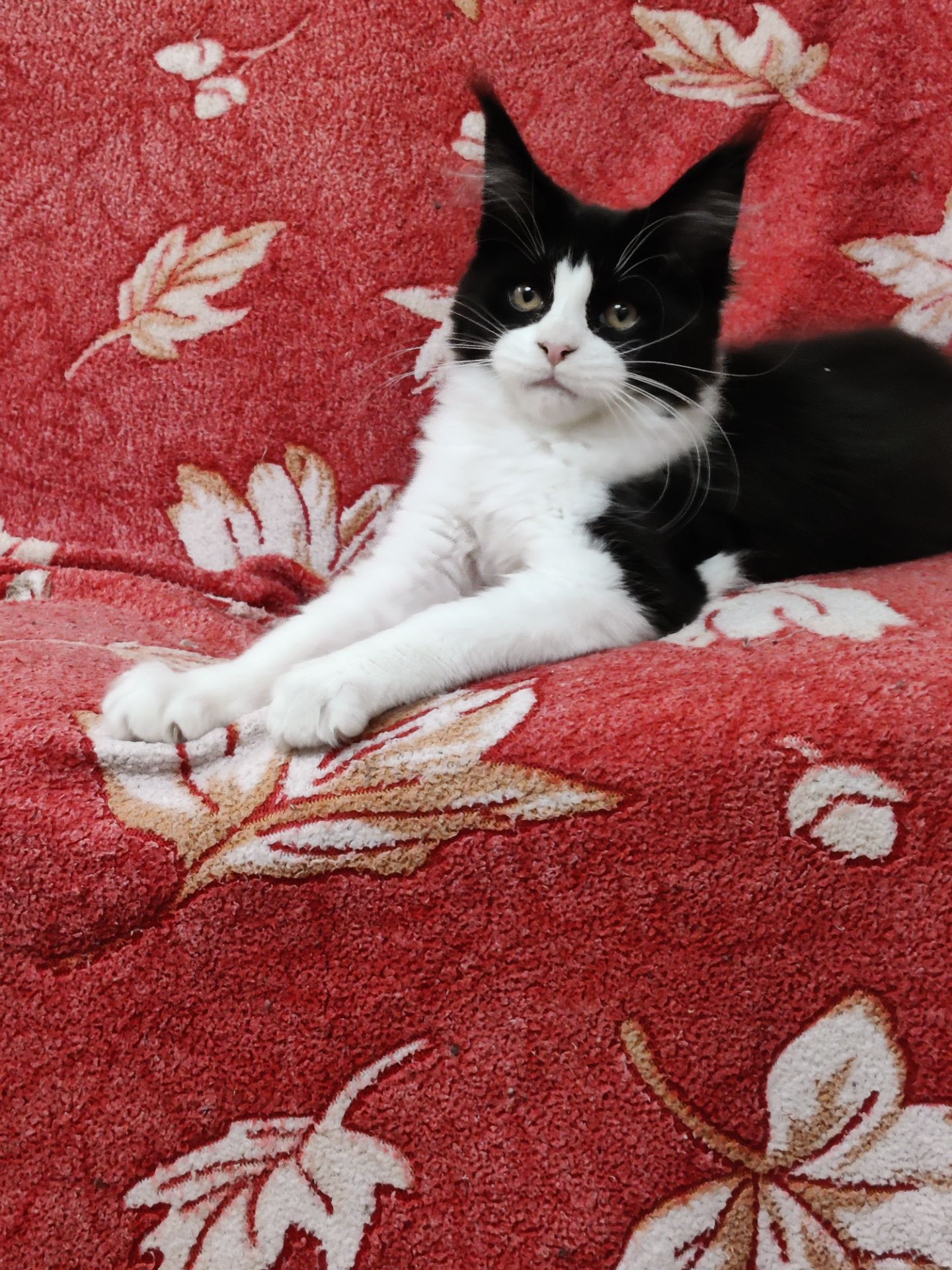 Мейн Кун девочка б