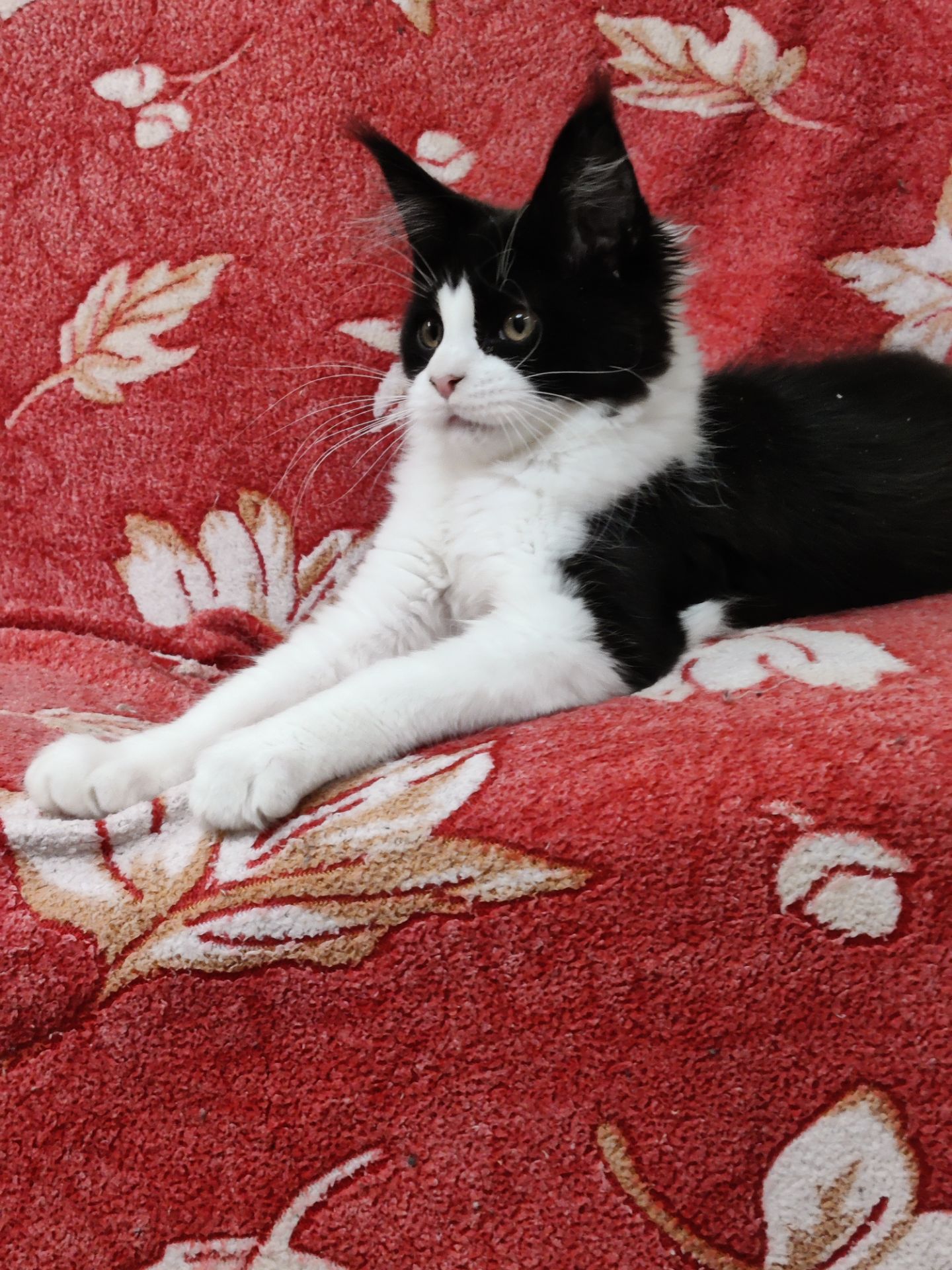 Мейн Кун девочка б