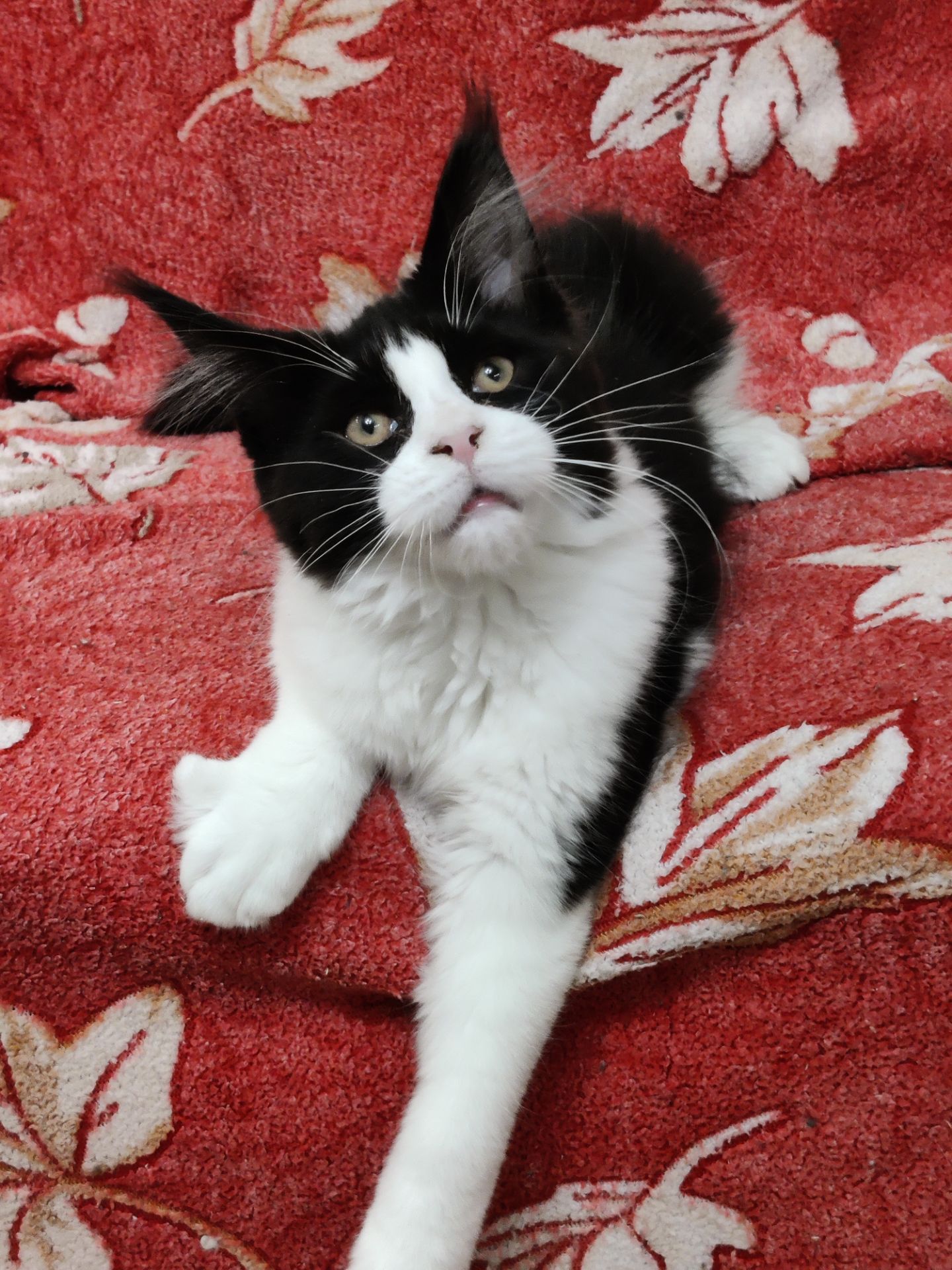 Мейн Кун девочка б