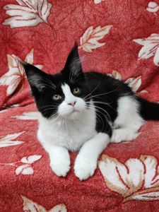 Мейн Кун девочка б