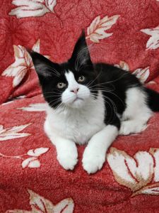 Мейн Кун девочка б