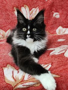 Котята Мейн Кун