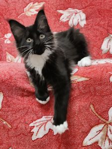 Котята Мейн Кун