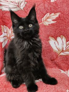 Котята Мейн Кун