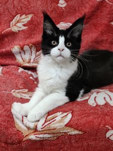 Котята Мейн Кун