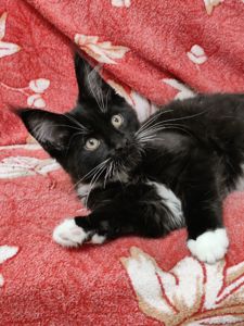 Котята Мейн Кун